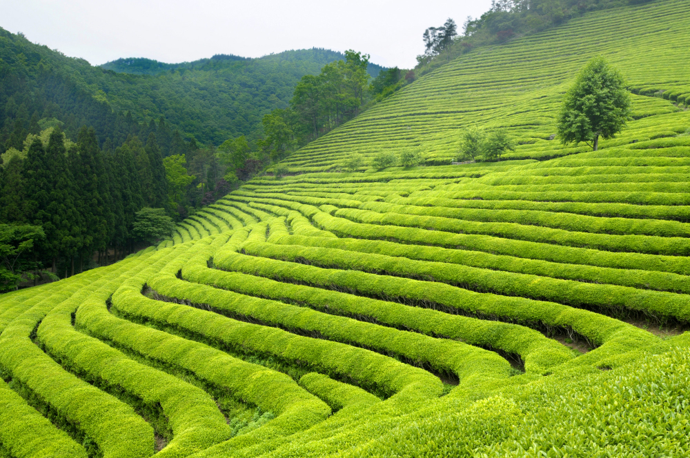Cameron Highlands – The Cool Escape of Lush Greens and Endless Serenity
